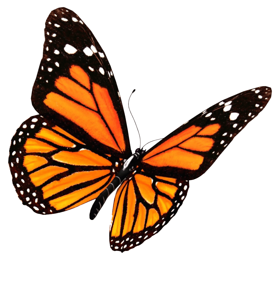 Monarch Butterfly
