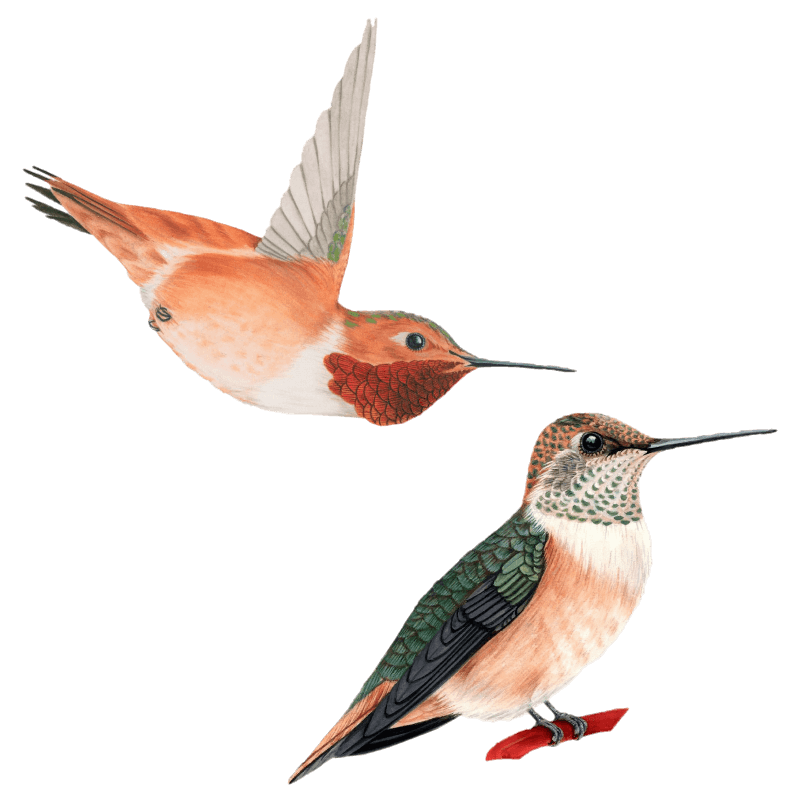 Colibri